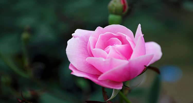 Pink rose meaning in a relationship gratitude
