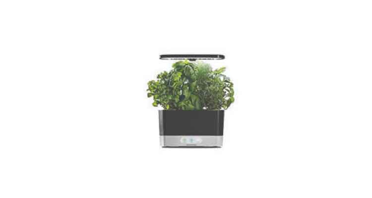 green plant