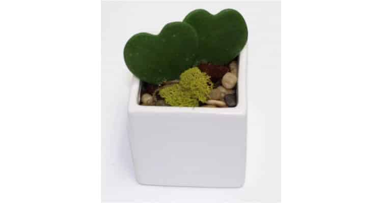 Heart-shaped succulents